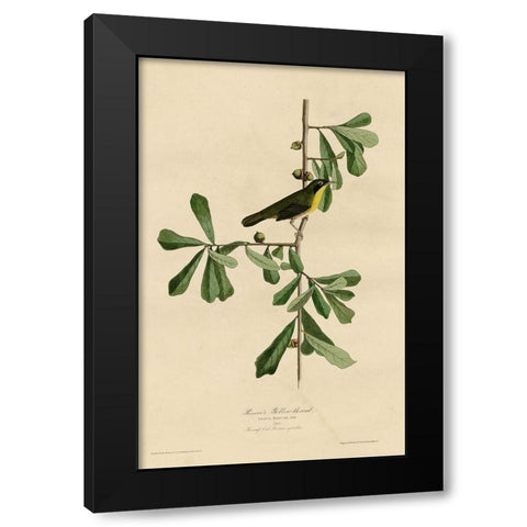 Roscoesyellow Throat Black Modern Wood Framed Art Print with Double Matting by Vintage Apple Collection