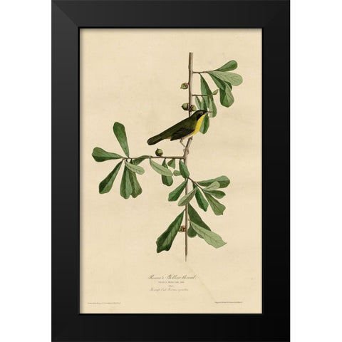 Roscoesyellow Throat Black Modern Wood Framed Art Print by Vintage Apple Collection