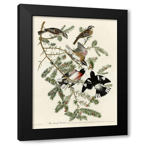 Rose Breasted Grosbeak Black Modern Wood Framed Art Print with Double Matting by Vintage Apple Collection