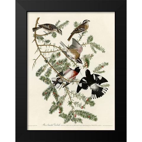 Rose Breasted Grosbeak Black Modern Wood Framed Art Print by Vintage Apple Collection