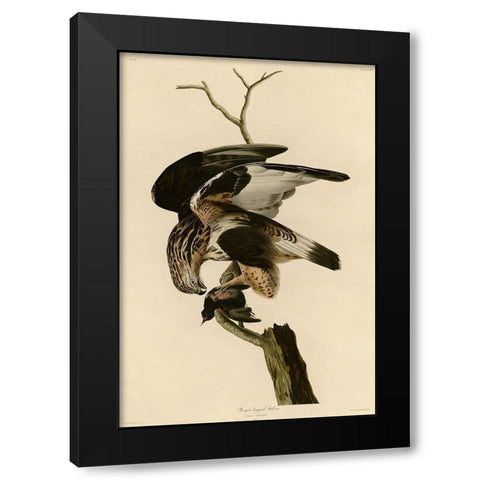 Rough Legged Falcon Black Modern Wood Framed Art Print with Double Matting by Vintage Apple Collection
