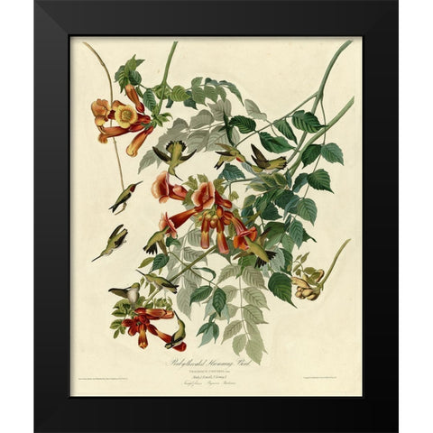 Rubythroated Hummingbird Black Modern Wood Framed Art Print by Vintage Apple Collection