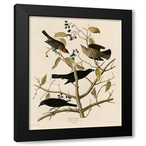 Rusty Grakle Black Modern Wood Framed Art Print with Double Matting by Vintage Apple Collection