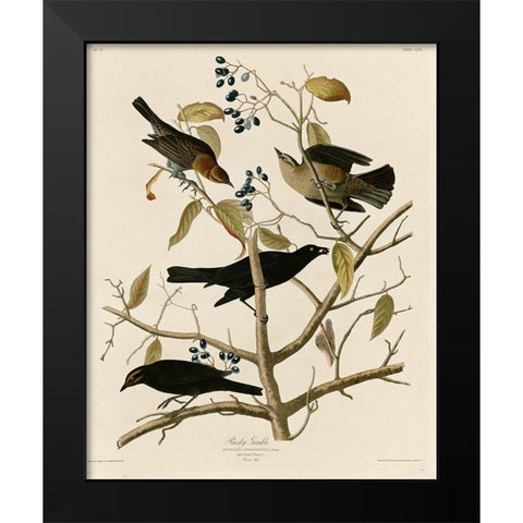 Rusty Grakle Black Modern Wood Framed Art Print by Vintage Apple Collection