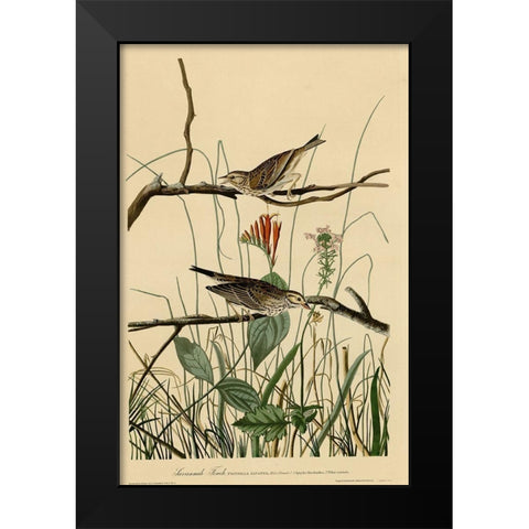 Savannah Finch Black Modern Wood Framed Art Print by Vintage Apple Collection