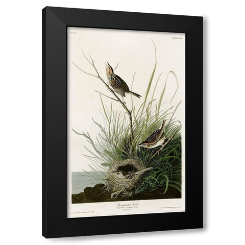 Sharp Tailed Finch Black Modern Wood Framed Art Print with Double Matting by Vintage Apple Collection