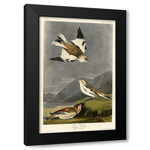 Snow Bunting Black Modern Wood Framed Art Print by Vintage Apple Collection