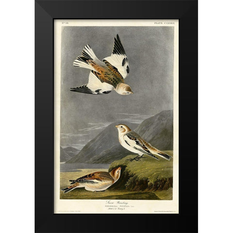 Snow Bunting Black Modern Wood Framed Art Print by Vintage Apple Collection