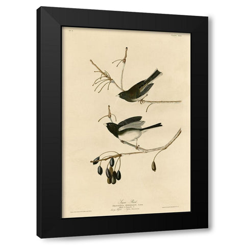 Snowbird Black Modern Wood Framed Art Print by Vintage Apple Collection