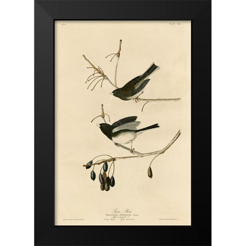 Snowbird Black Modern Wood Framed Art Print by Vintage Apple Collection