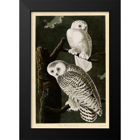 Snowy Owl Black Modern Wood Framed Art Print by Vintage Apple Collection