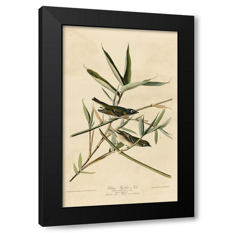 Solitary Flycatcher Black Modern Wood Framed Art Print by Vintage Apple Collection