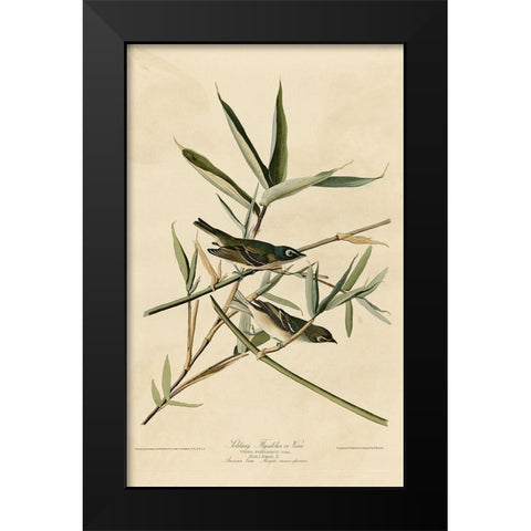 Solitary Flycatcher Black Modern Wood Framed Art Print by Vintage Apple Collection