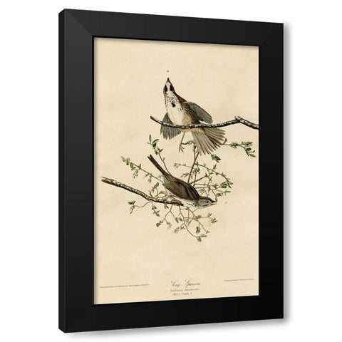 Song Sparrow Black Modern Wood Framed Art Print with Double Matting by Vintage Apple Collection