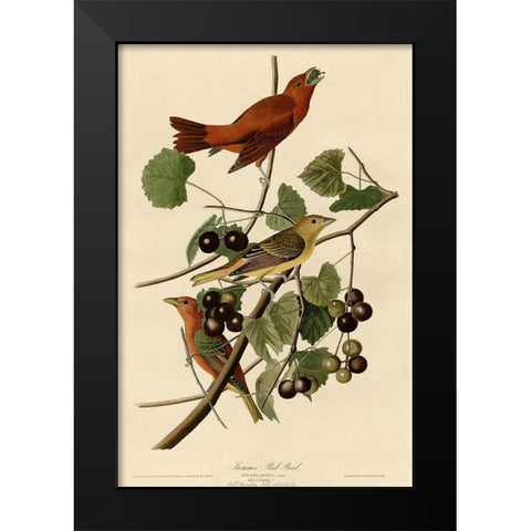 Summer Red Bird Black Modern Wood Framed Art Print by Vintage Apple Collection