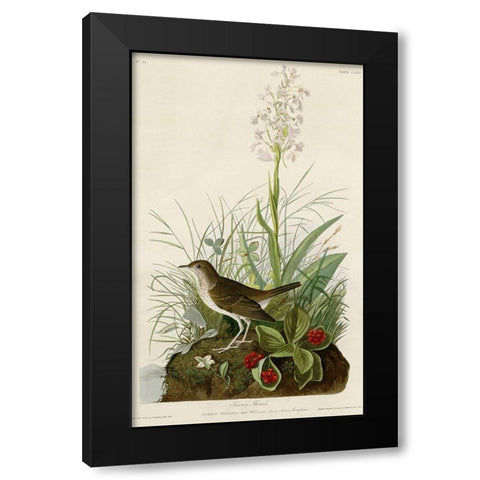 Tawny Thrush Black Modern Wood Framed Art Print by Vintage Apple Collection
