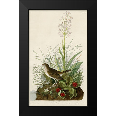 Tawny Thrush Black Modern Wood Framed Art Print by Vintage Apple Collection