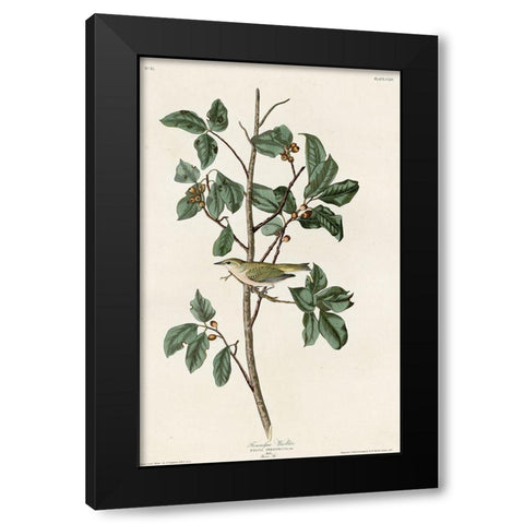 Tennessee Warbler Black Modern Wood Framed Art Print by Vintage Apple Collection
