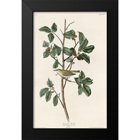 Tennessee Warbler Black Modern Wood Framed Art Print by Vintage Apple Collection