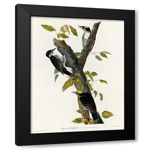 Three Toed Woodpecker Black Modern Wood Framed Art Print with Double Matting by Vintage Apple Collection