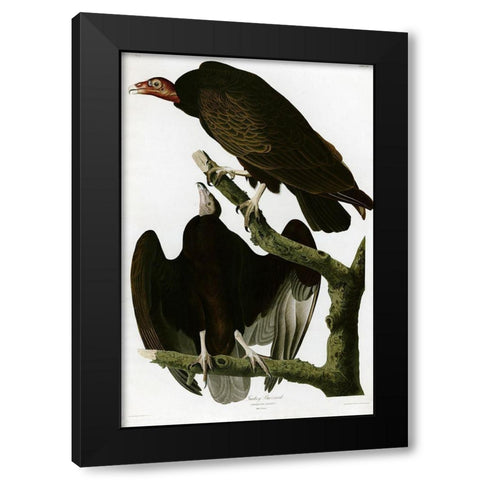 Turkey Buzzard Black Modern Wood Framed Art Print by Vintage Apple Collection