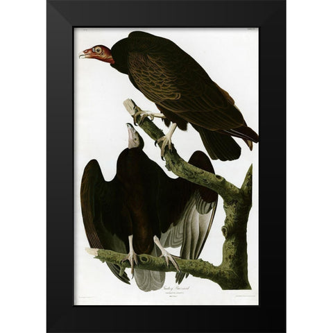 Turkey Buzzard Black Modern Wood Framed Art Print by Vintage Apple Collection