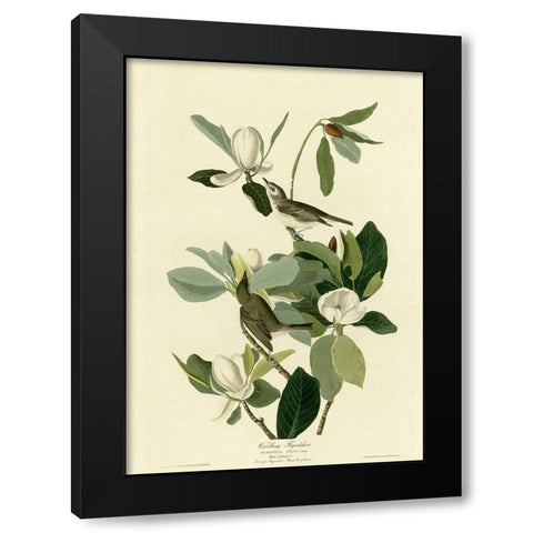 Warbling Flycatcher Black Modern Wood Framed Art Print by Vintage Apple Collection