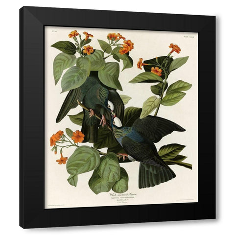 White Crowned Pigeon Black Modern Wood Framed Art Print by Vintage Apple Collection