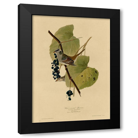 White Crowned Sparrow Black Modern Wood Framed Art Print with Double Matting by Vintage Apple Collection