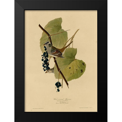 White Crowned Sparrow Black Modern Wood Framed Art Print by Vintage Apple Collection
