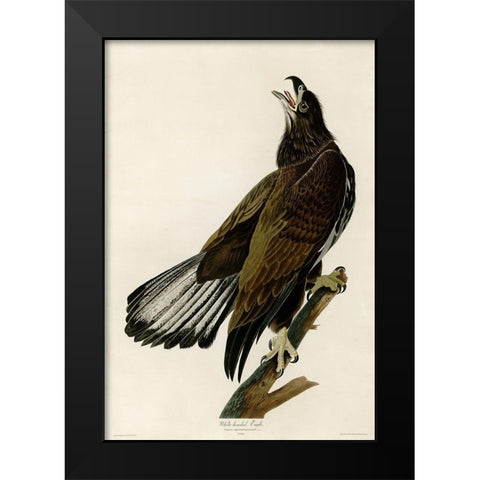 White Headed Eagle Deaux Black Modern Wood Framed Art Print by Vintage Apple Collection