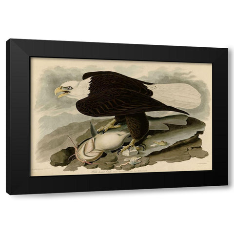 White Headed Eagle Black Modern Wood Framed Art Print by Vintage Apple Collection