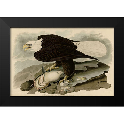 White Headed Eagle Black Modern Wood Framed Art Print by Vintage Apple Collection