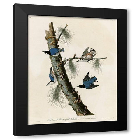 Whitebreasted Black Capped Nuthatch Black Modern Wood Framed Art Print by Vintage Apple Collection