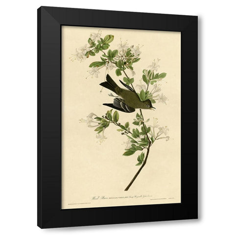 Wood Pewee Black Modern Wood Framed Art Print by Vintage Apple Collection