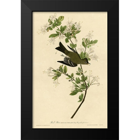 Wood Pewee Black Modern Wood Framed Art Print by Vintage Apple Collection