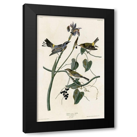 Yellow Crown Warbler Black Modern Wood Framed Art Print with Double Matting by Vintage Apple Collection