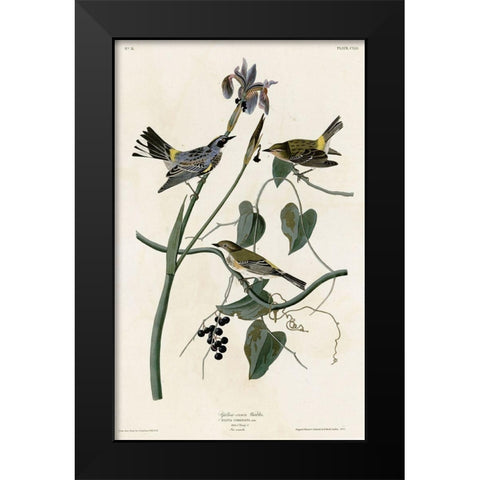 Yellow Crown Warbler Black Modern Wood Framed Art Print by Vintage Apple Collection