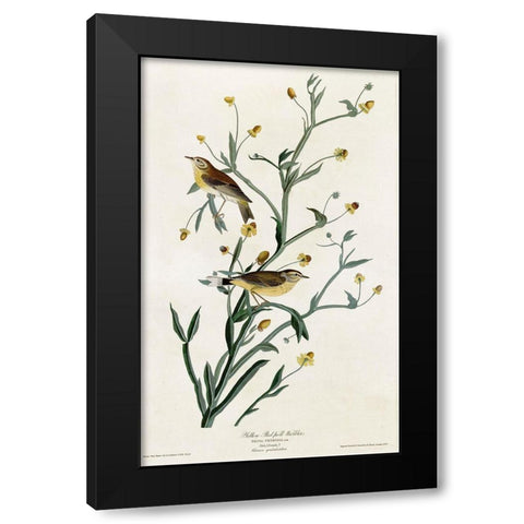 Yellow Red Poll Warbler Black Modern Wood Framed Art Print with Double Matting by Vintage Apple Collection