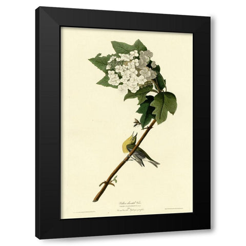 Yellow Throated Vireo Black Modern Wood Framed Art Print with Double Matting by Vintage Apple Collection