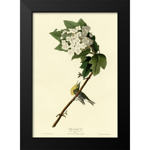 Yellow Throated Vireo Black Modern Wood Framed Art Print by Vintage Apple Collection