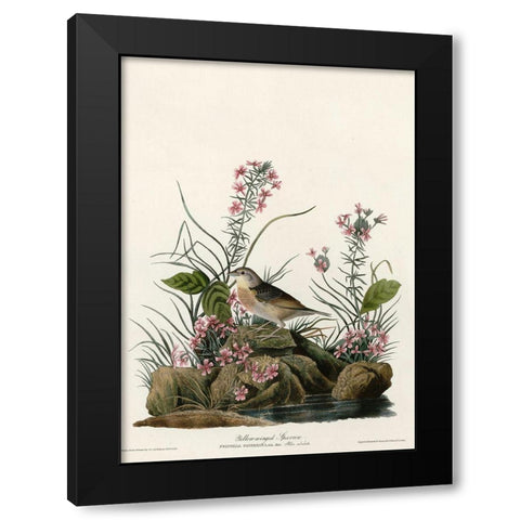 Yellow Winged Sparrow Black Modern Wood Framed Art Print by Vintage Apple Collection