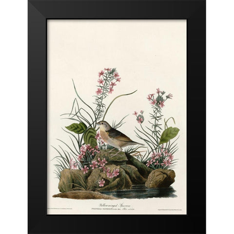 Yellow Winged Sparrow Black Modern Wood Framed Art Print by Vintage Apple Collection