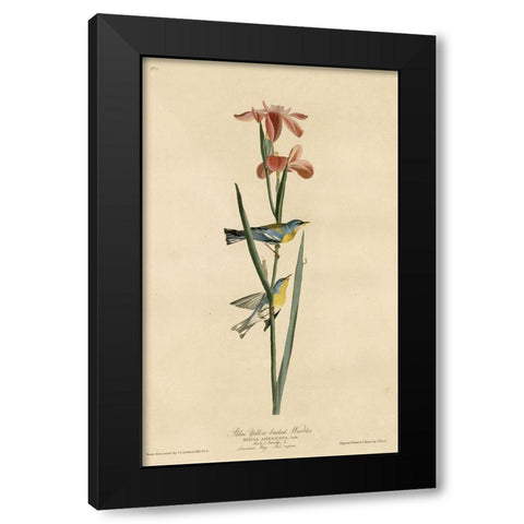 Yellowbackedwarbler Black Modern Wood Framed Art Print with Double Matting by Vintage Apple Collection