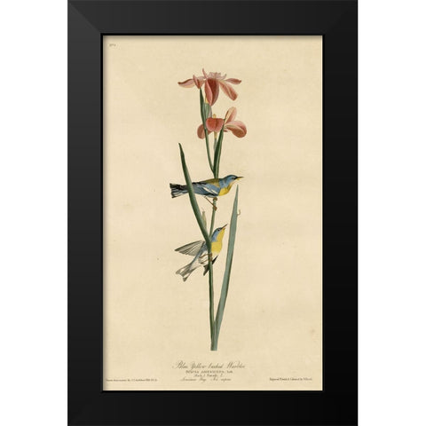 Yellowbackedwarbler Black Modern Wood Framed Art Print by Vintage Apple Collection