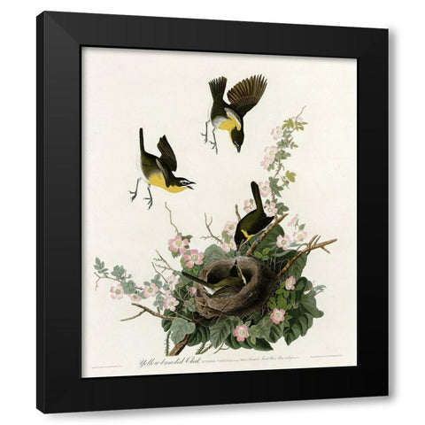 Yellowbreasted Chat Black Modern Wood Framed Art Print by Vintage Apple Collection