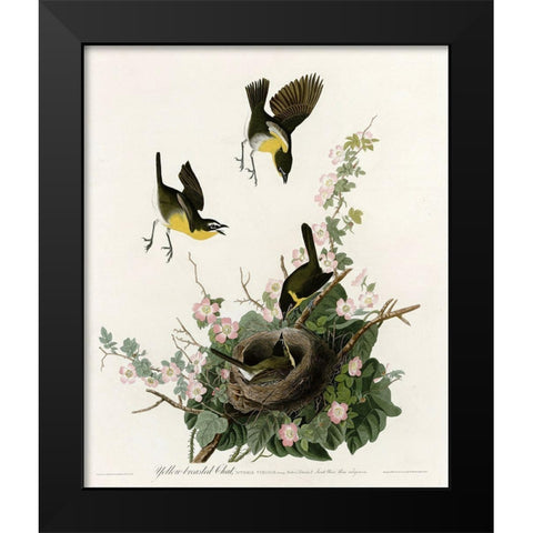 Yellowbreasted Chat Black Modern Wood Framed Art Print by Vintage Apple Collection