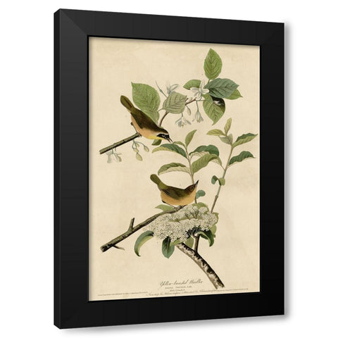Yellowbreasted Warbler Black Modern Wood Framed Art Print by Vintage Apple Collection