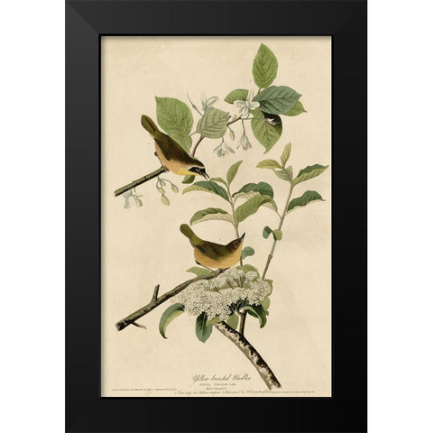 Yellowbreasted Warbler Black Modern Wood Framed Art Print by Vintage Apple Collection