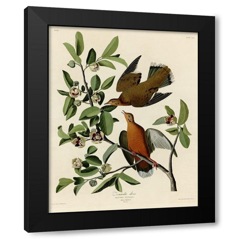 Zenaida Dove Black Modern Wood Framed Art Print by Vintage Apple Collection